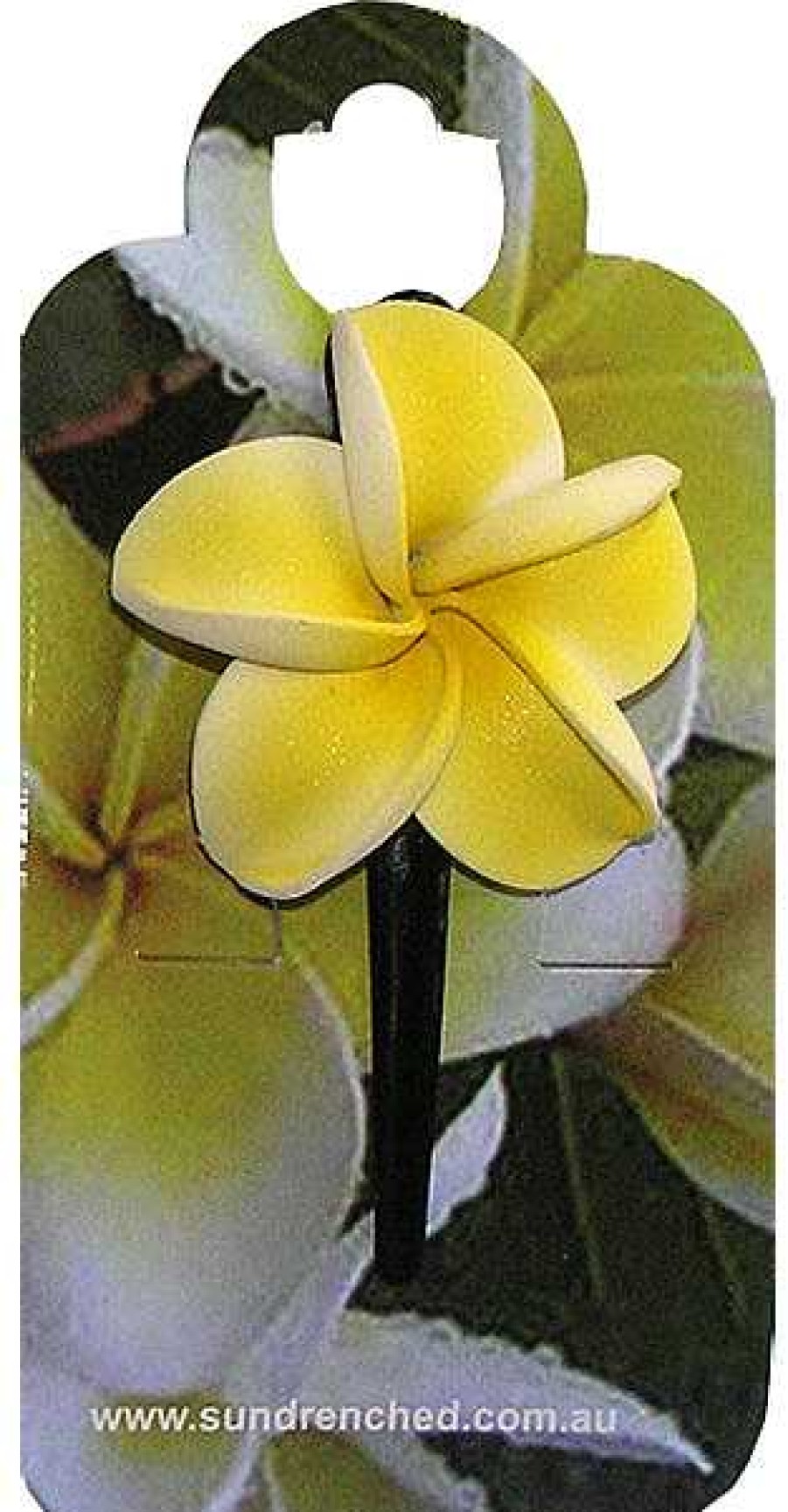 Accessories Sundrenched | Small Frangipani Hairpin