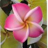 Accessories Sundrenched | Small Frangipani Hairpin